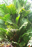 Pinanga coronata 